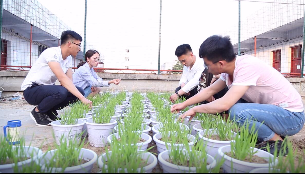 同学们观察并讨论小麦的分蘖情况.jpg