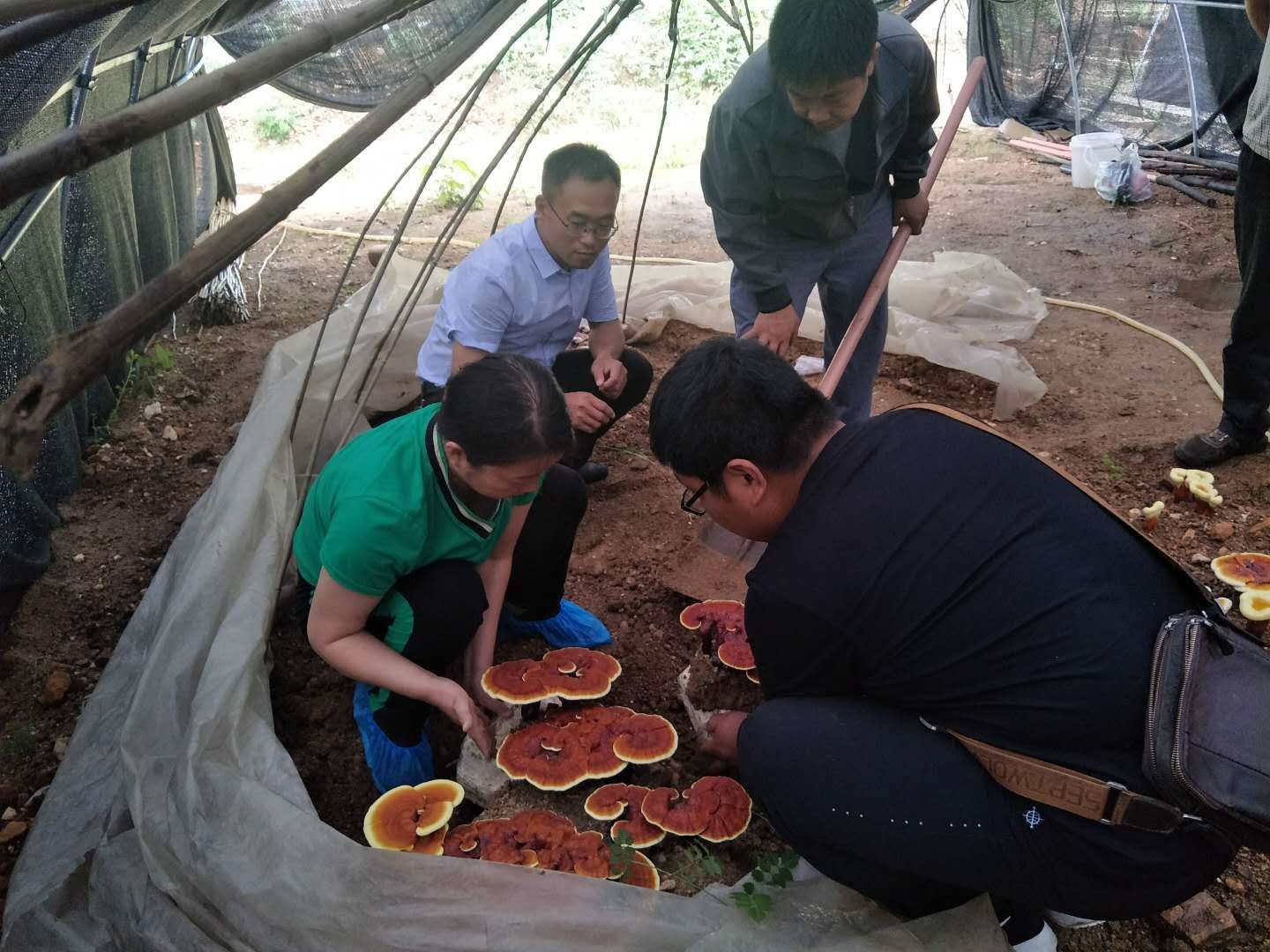 服务团在方城县楚城林果种植专业合作社进行灵芝管理技术指导.jpg